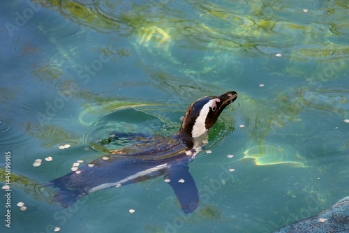 Obraz na płótnie Penguin swimming in clear water at a scenic location during a sunny afternoon with natural reflections w salonie