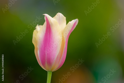 Selective focus of one single pastel pink flower in garden, Tulips from a genus of spring-blooming perennial herbaceous bulbiferous geophytes, Nature floral background, Tulip festival in Netherlands.