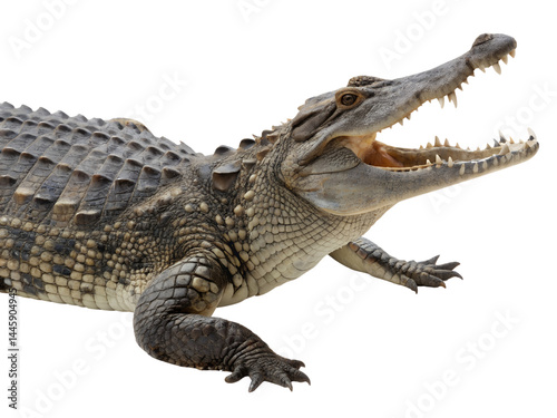 Obraz na płótnie Open-Mouthed Crocodile with Textured Scales Isolate on transparent background cutout, PNG file, Cutout file w salonie