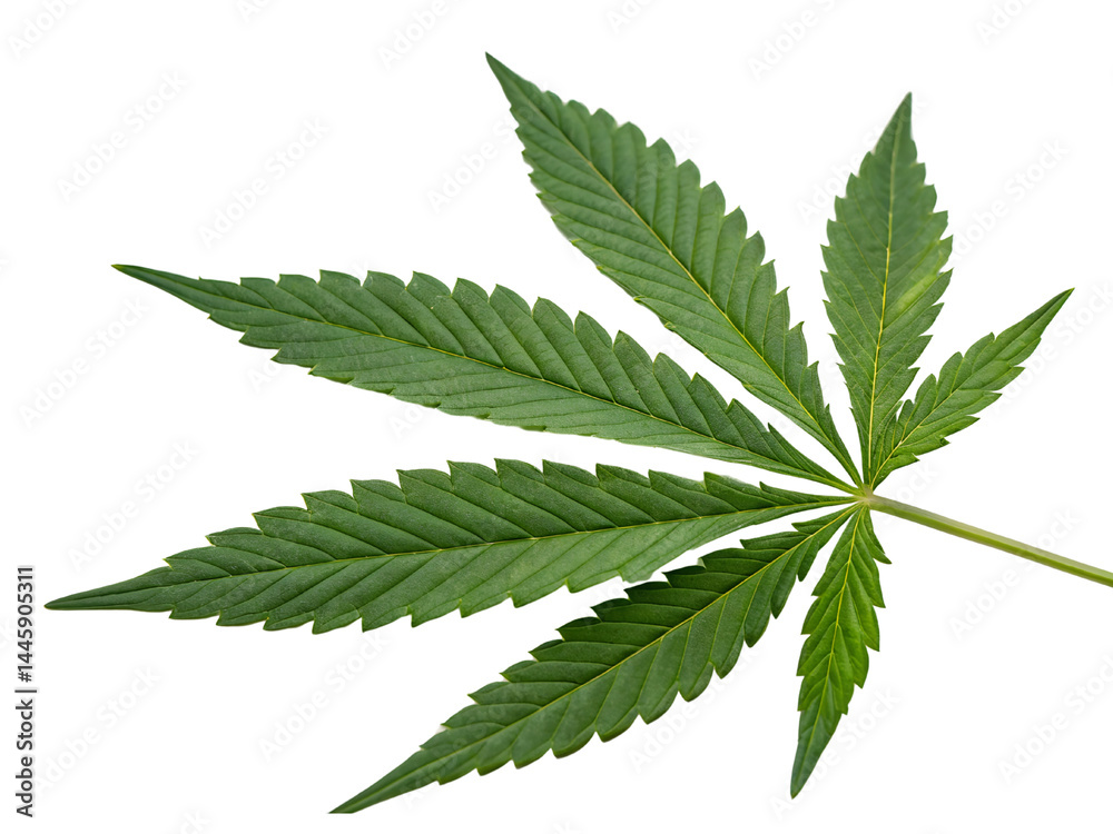 Isolated on white, a green cannabis leaf, also known as hemp or marijuana, is a natural herb