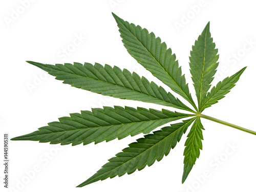 Obraz na płótnie Isolated on white, a green cannabis leaf, also known as hemp or marijuana, is a natural herb w salonie