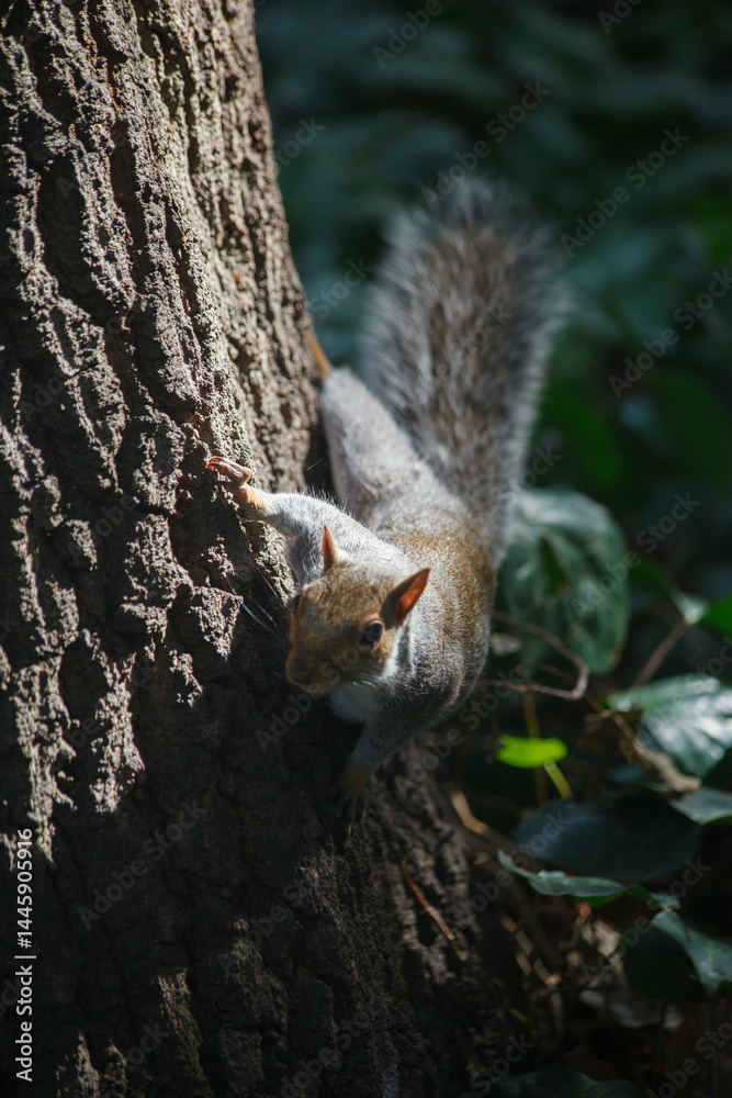 Cute squirrel in a tree in Company gardens Cape Town, South Africa