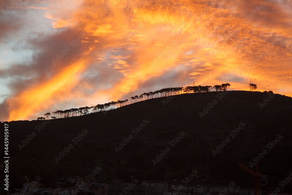 Beautiful Signal Hill tree line at sunset, Cape Town, South Africa