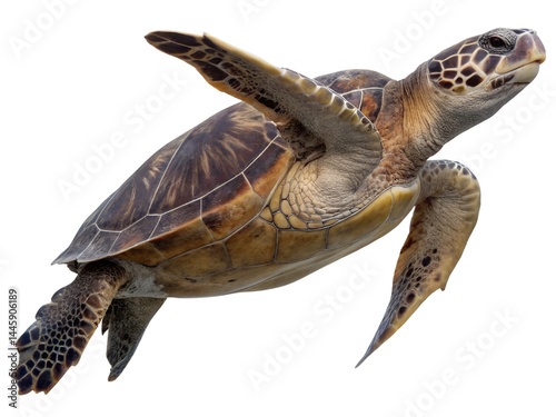Obraz na płótnie Swimming Sea Turtle in Ocean Environment Isolate on transparent background cutout, PNG file, Cutout file w salonie