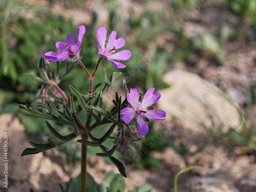 purple flowers in the garden