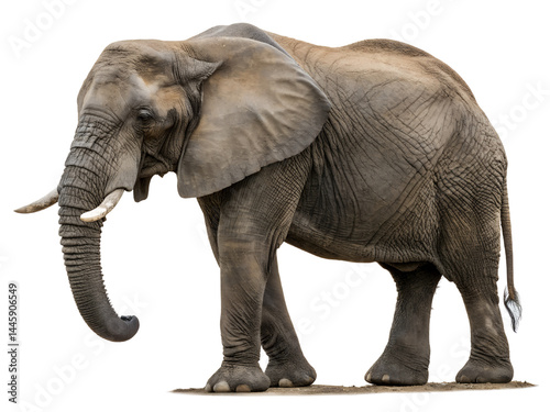 Obraz na płótnie Elephant in Natural Pose Isolate on transparent background cutout, PNG file, Cutout file w salonie