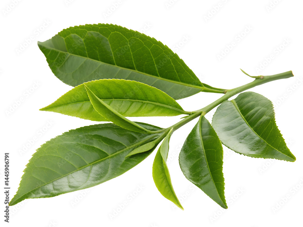 Fresh Green Tea Leaves on Branch Isolate on transparent background cutout, PNG file, Cutout file
