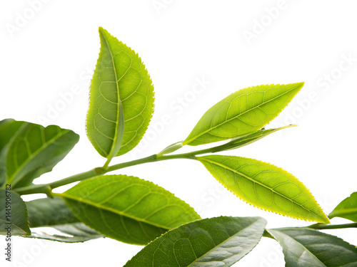 Fresh Green Tea Leaves on Branch Isolate on transparent background cutout, PNG file, Cutout file