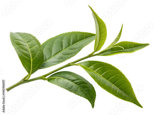 Obraz na płótnie Fresh Green Tea Leaves on Branch Isolate on transparent background cutout, PNG file, Cutout file w salonie