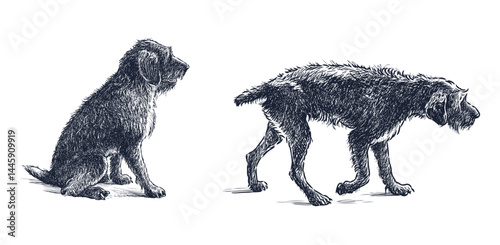 Black shaggy old dog walking, sitting, side view, realistic hand drawing, vector illustration isolated on white