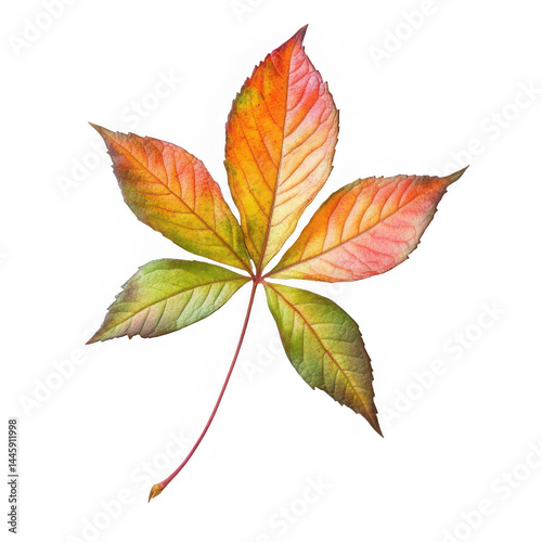 Isolated five pointed leaf with autumn colors on a black background close up