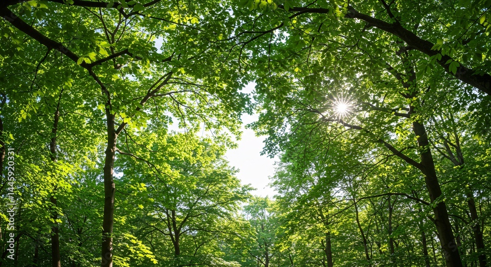 Sunlight Dappled Through Lush Green Canopy A Serene Forest Scene Sunlight Dappled Through Lush Green Canopy A Serene Forest Scene