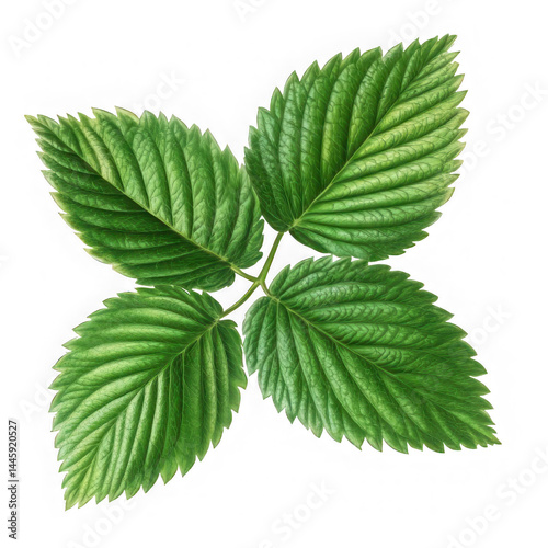 Four green leaves arranged in a cluster on a black isolated background