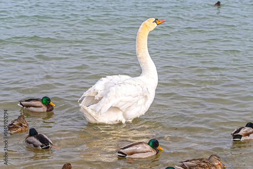 Fototapeta Naklejka Na Ścianę i Meble -  Beautiful swans and ducks swimming in the sea