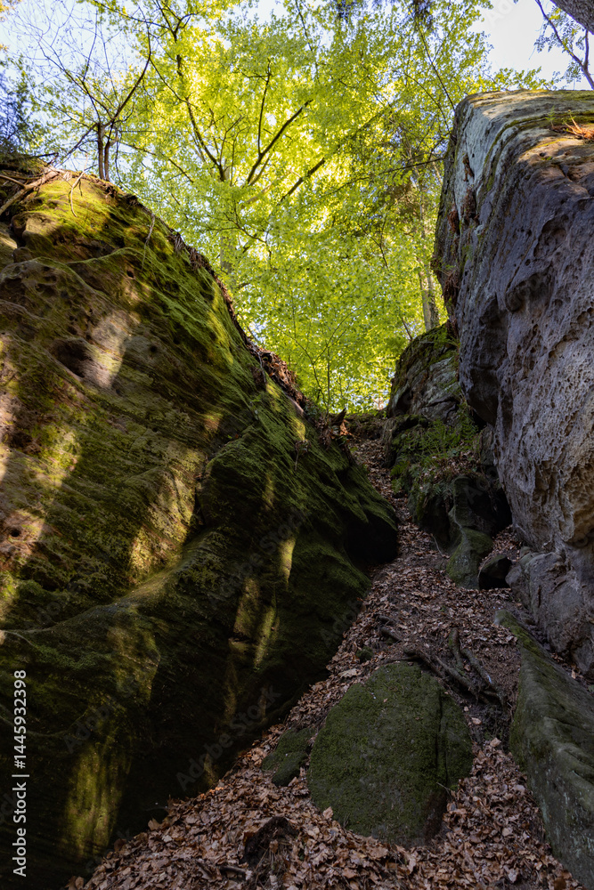 Shaded Moss-Covered Rock Passage in Saxon Switzerland National Park with Golden Tree Canopy Illuminated by Afternoon Sunlight Shaded Moss-Covered Rock Passage in Saxon Switzerland National Park with Golden Tree Canopy Illuminated by Afternoon Sunlight