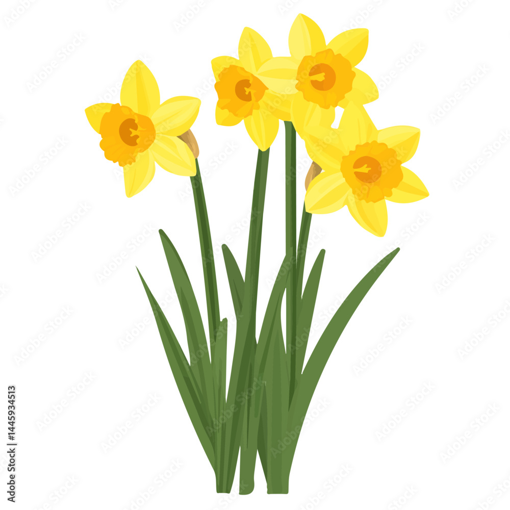 Bright Yellow Daffodils, Flat vector, minimalist design, isolated on a white background. Bright Yellow Daffodils, Flat vector, minimalist design, isolated on a white background.