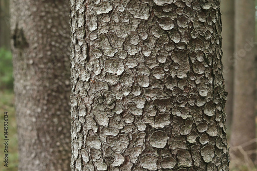 Coniferous tree trunk close-up with bark texture on blurred forest background. Abies alba bark, pine. Calm nature background