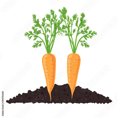 Fresh Carrots Growing In Soil, Flat vector, minimalist design, isolated on a white background.
