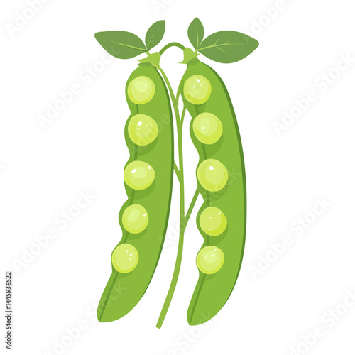 Fresh Green Peas Growing In Spring, Flat vector, minimalist design, isolated on a white background.