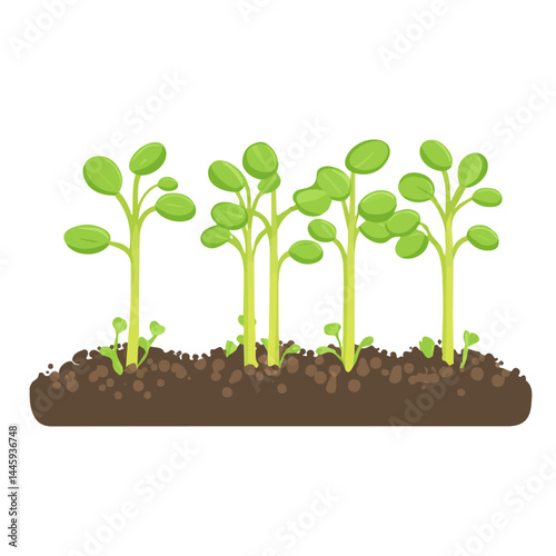 Fresh Green Sprouts In A Garden Bed, Flat vector, minimalist design, isolated on a white background.
