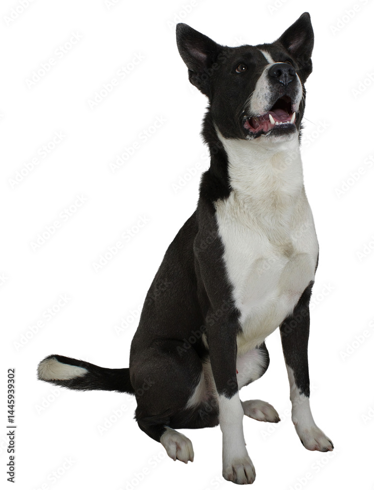 Black and White Mixed Breed. Black and White Mixed Breed.