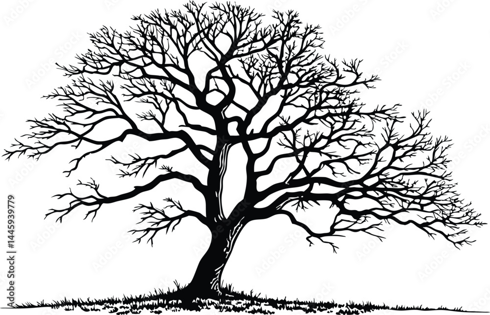 Obraz premium Black and White Bare Tree Silhouette – Minimalist Winter Botanical Vector Art