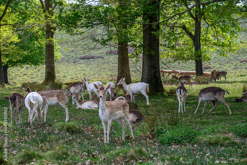 herd of pretty fallow deer in the spring 
