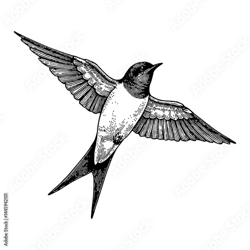 Swallow Bird Flying Vintage Style Black and White Outline Line Art Drawing Engraving Tattoo