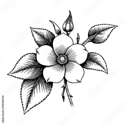 Beautiful Jasmine Flower Bloom and Bud with Leaves Black and White Outline Line Art Drawing Engraving Style