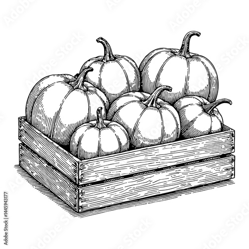 Wooden Pumpkins Box Full of Pumpkins Black and White Outline Line Art Drawing