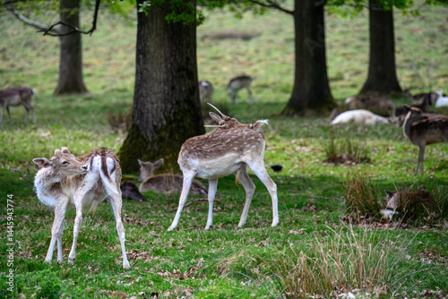 Konstfotografi cute fallow deer having a wash in the shade under a tree