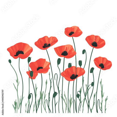 Vibrant Red Poppies In A Spring Field, Flat vector, minimalist design, isolated on a white background.