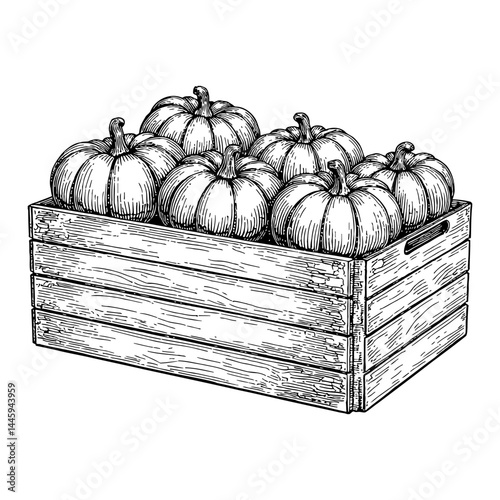 Wooden Box Full of Pumpkins Black and White Outline Line Art Drawing in Vintage Engraving Style