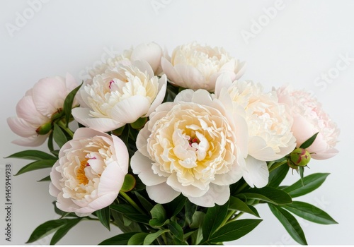 Delicate Cream Peonies Bouquet - Elegant cream peonies symbolize romance, purity, prosperity, honor, and compassion. Perfect for floral arrangements or home decor
