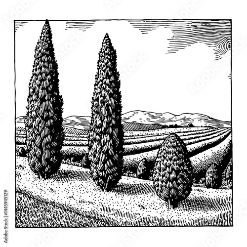 Italian Cypress Tree Landscape Scene Black and White Outline Line Art Drawing Illustration View