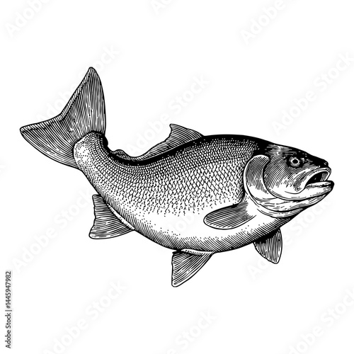 Common Carp Fish Detailed Vintage Style Isolated Object Black and White Outline Line Art Drawing