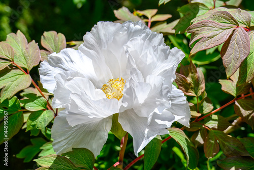 close up of pretty white tree peony flower