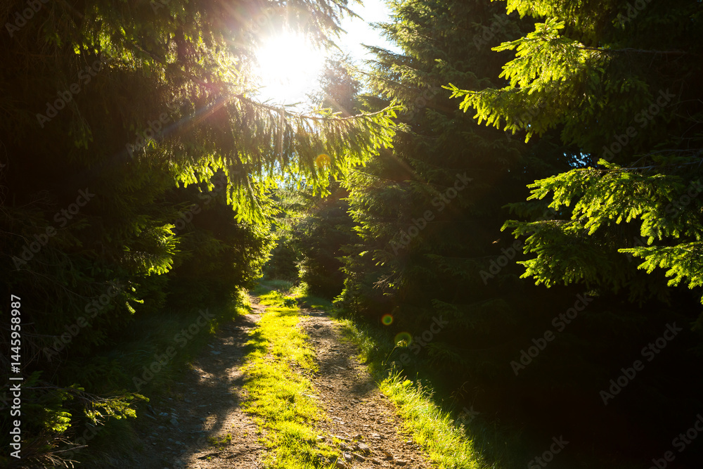 Obraz premium The sun's rays create a mystical atmosphere in a coniferous forest on a summer evening.