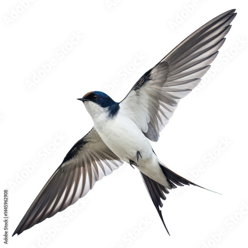 Small bird png swallow illustration png flying bird png swift bird png songbird png white background image