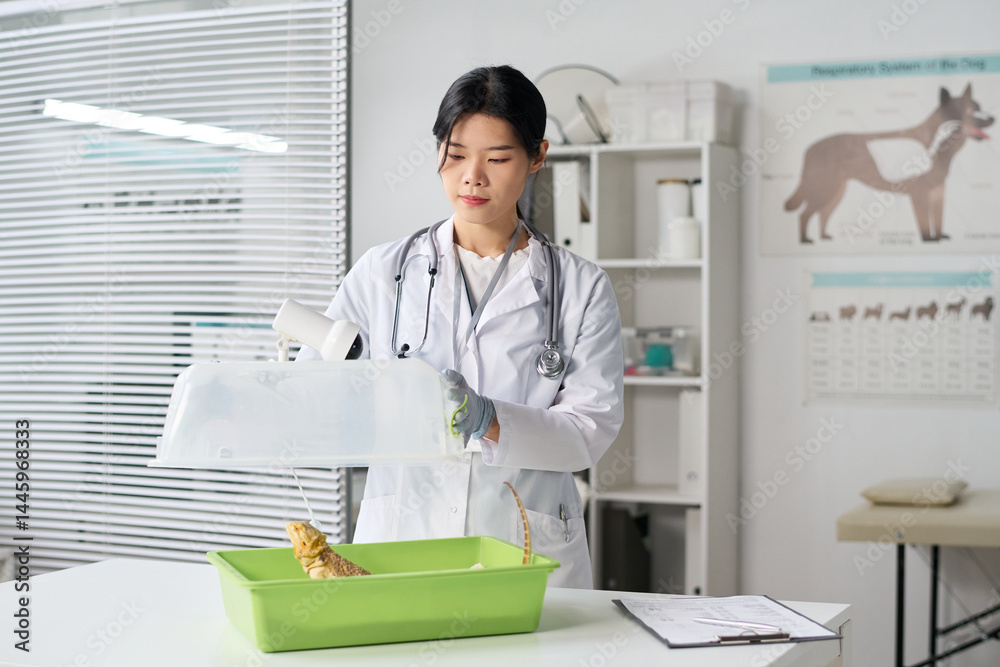 Young Asian female veterinary doctor in medical gloves and lab coat standing by desk in clinical office, opening pet carrier with iguana in it