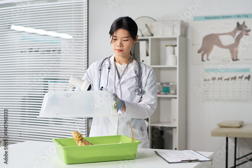 Obraz na płótnie Young Asian female veterinary doctor in medical gloves and lab coat standing by desk in clinical office, opening pet carrier with iguana in it w salonie