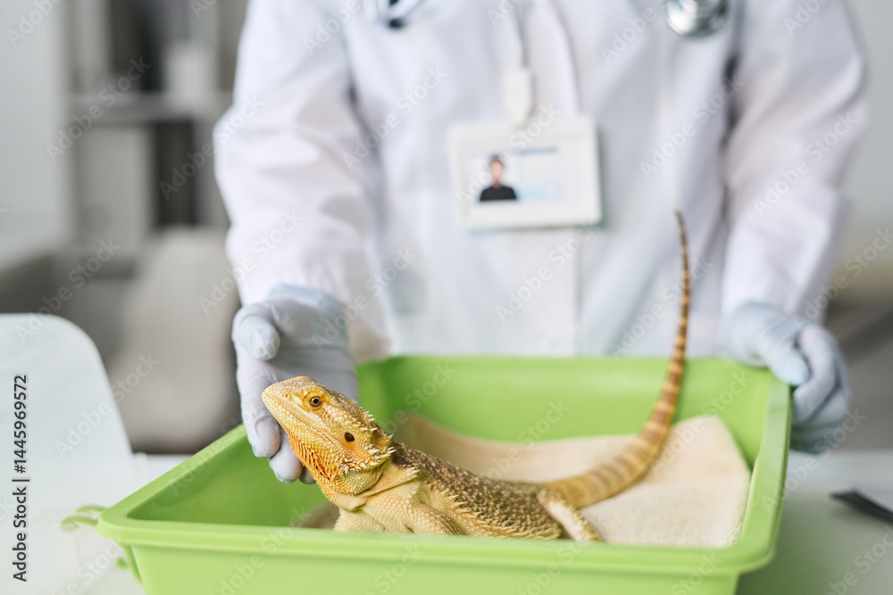 Gloved hand of young veterinary doctor in lab coat standing by desk with animal carrier and touching lizard
