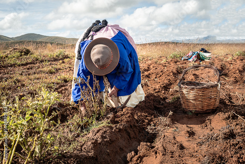 Bilde på lerret adult latin woman pulling potatoes from the ground in the bolivian altiplano in