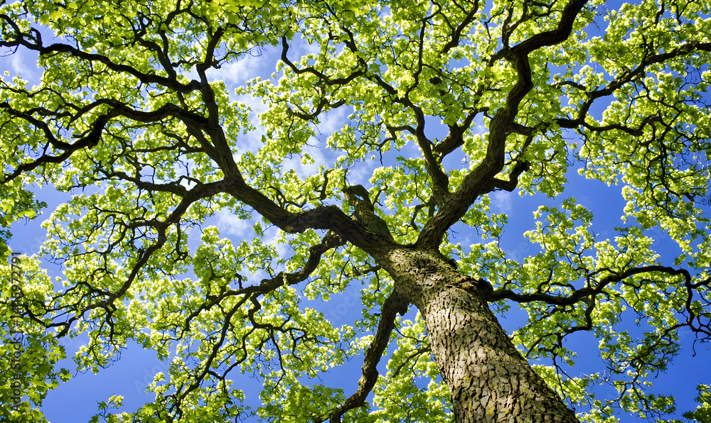 Fototapeta premium Majestic tree reaching skyward, green leaves filtering sunlight against blue