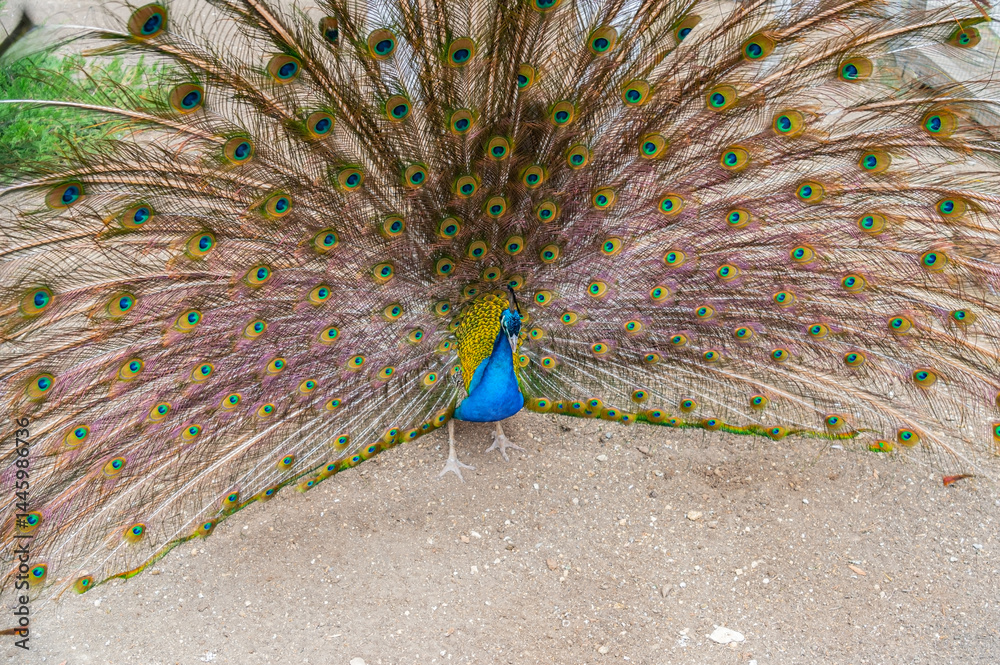 Beautiful Peacock at the zoo