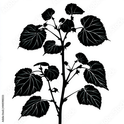 silhouette birch leaves , b...