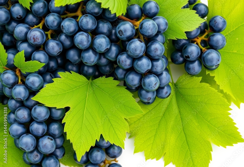 Fototapeta premium Small clusters of blue grapes with vibrant green leaves, isolated on white, leaves, summer