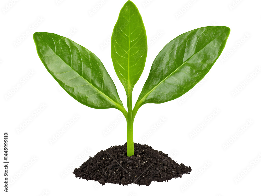Vibrant Green Seedling Emerging from Dark Soil Vibrant Green Seedling Emerging from Dark Soil