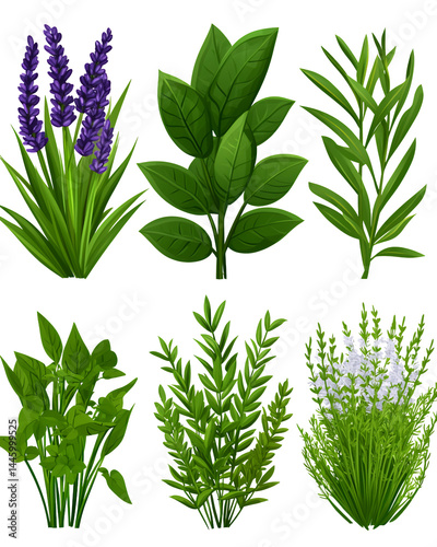 Collection of various herbs and flowers with transparent background. Includes lavender, rosemary, basil, and more. Vibrant greens and purples.