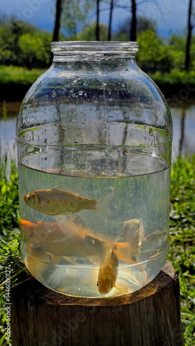 River fish in a balloon on the shore of a pond